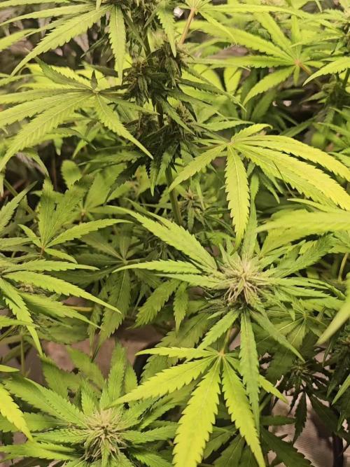 Testing out my own bred auto hybrids