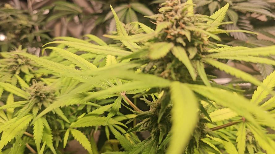 Fastbuds mix fem photos