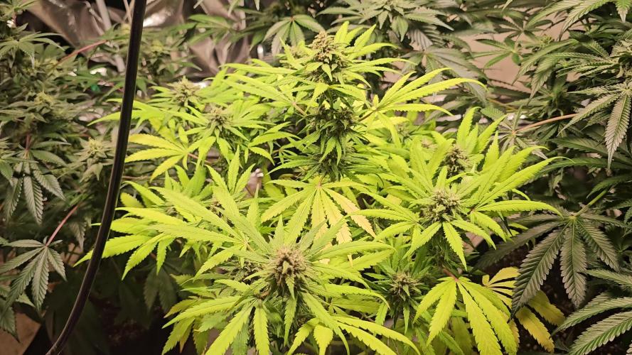 Fastbuds mix fem photos
