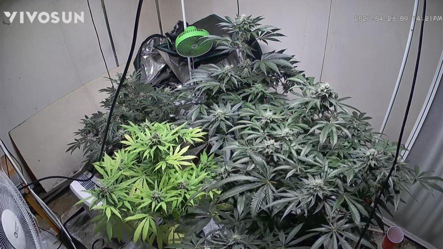 Fastbuds mix fem photos. Week 12 - Before trim