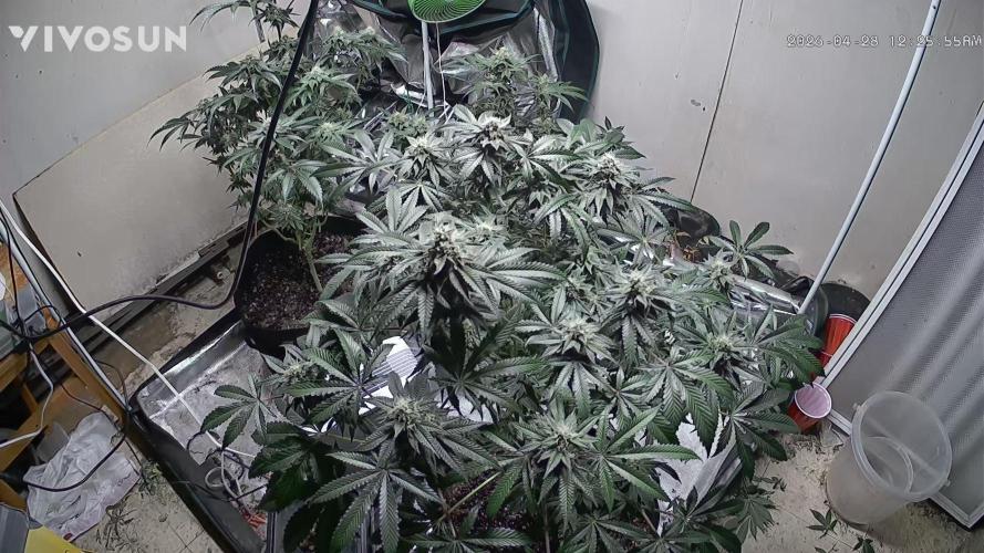 Fastbuds mix fem photos. Week 12 - After