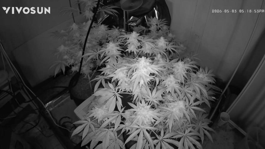 Fastbuds mix fem photos. Week 13