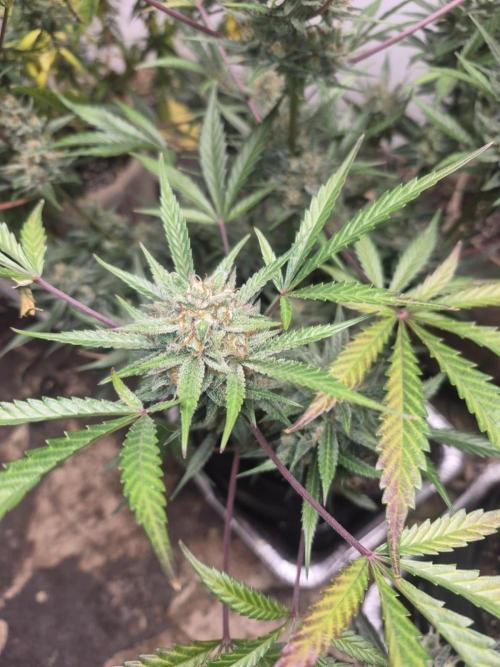 Testing out my own bred auto hybrids. Week 13