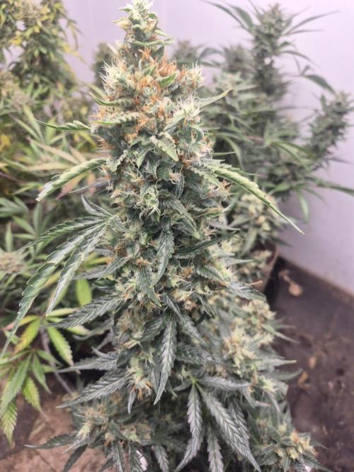 Testing out my own bred auto hybrids. Week 13
