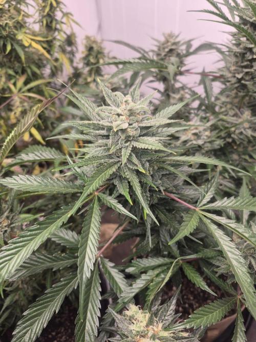 Testing out my own bred auto hybrids. Week 13
