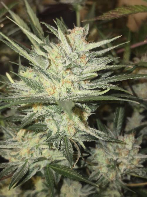 Testing out my own bred auto hybrids. Week 13