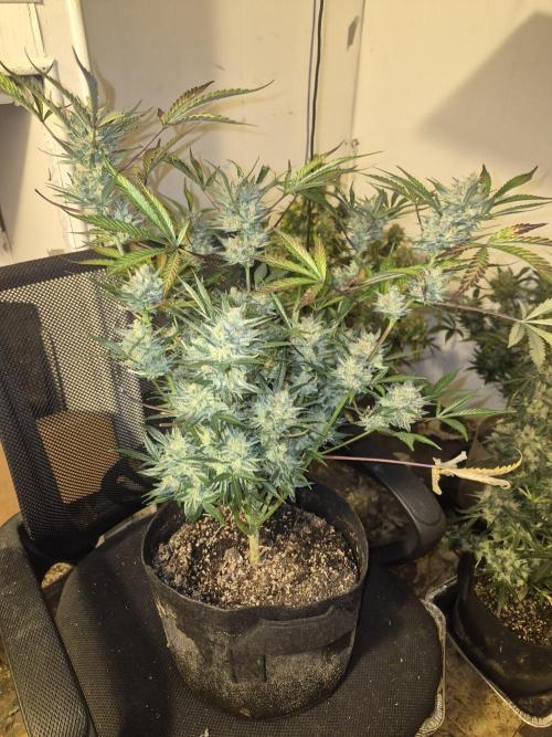 Testing out my own bred auto hybrids. Week 13