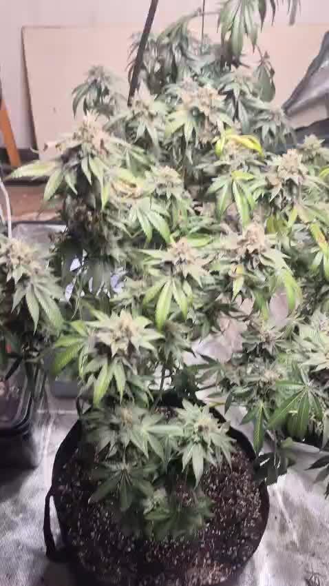 Fastbuds mix fem photos