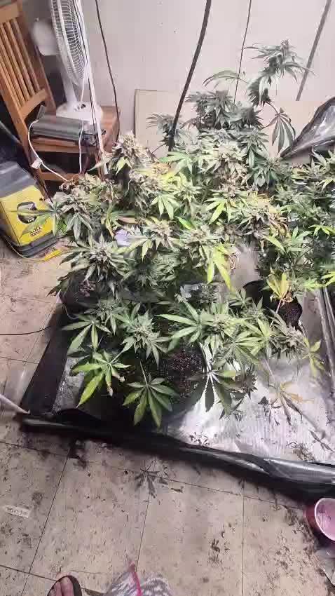 Fastbuds mix fem photos