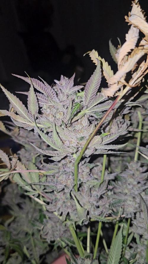 Fastbuds mix fem photos