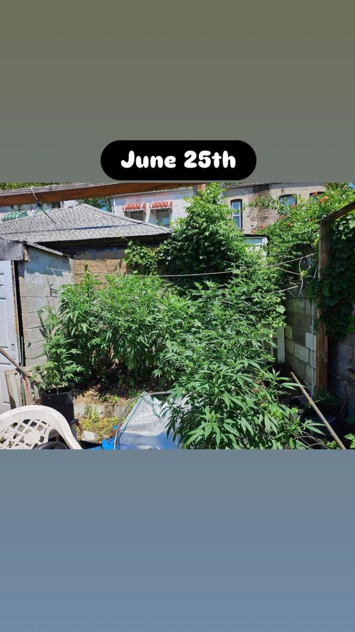 Testing my feminized photo-auto hybrids. Week 8 - I think these were started indoors in March, 2 in the beginning of the month, 2 at the end 