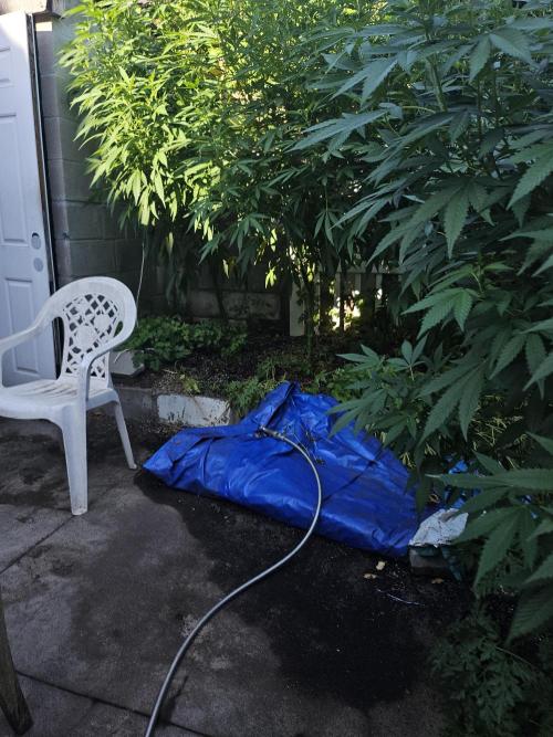 Testing my feminized photo-auto hybrids. Week 10