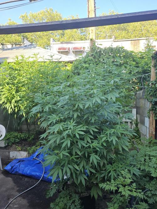 Testing my feminized photo-auto hybrids. Week 10