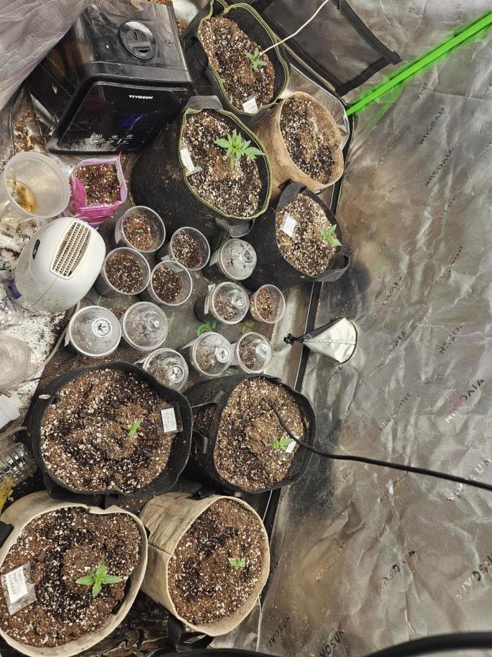 testing my own bred  photo/auto hybrids. Week 0 - these hybrids were started June 28th