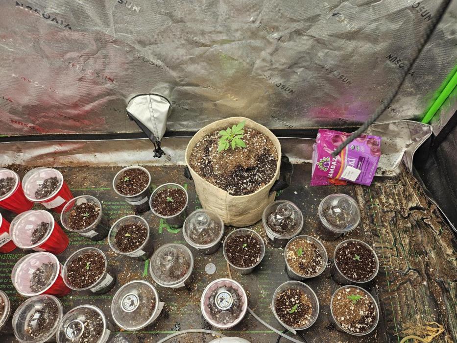 testing my own bred  photo/auto hybrids. Week 1 - all in cups with domes