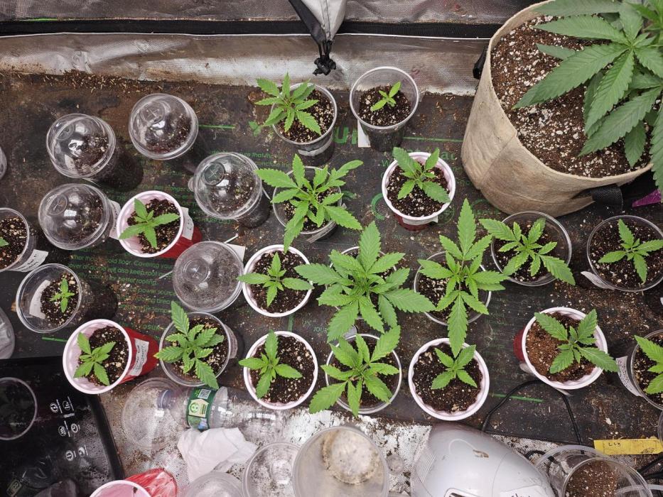 testing my own bred  photo/auto hybrids. Week 3 - feeding from the top