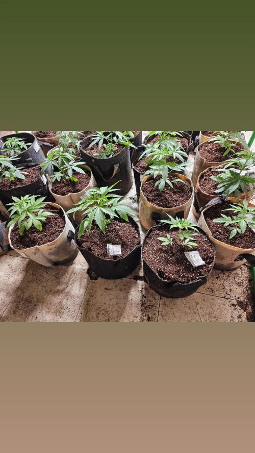 testing my own bred  photo/auto hybrids. Week 5