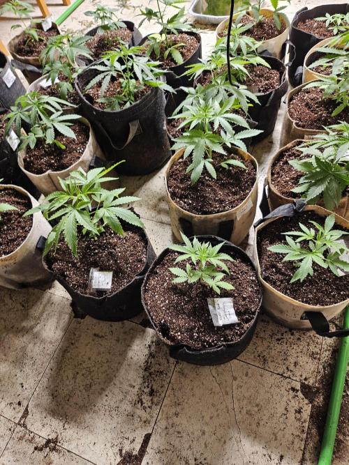 testing my own bred  photo/auto hybrids. Week 5