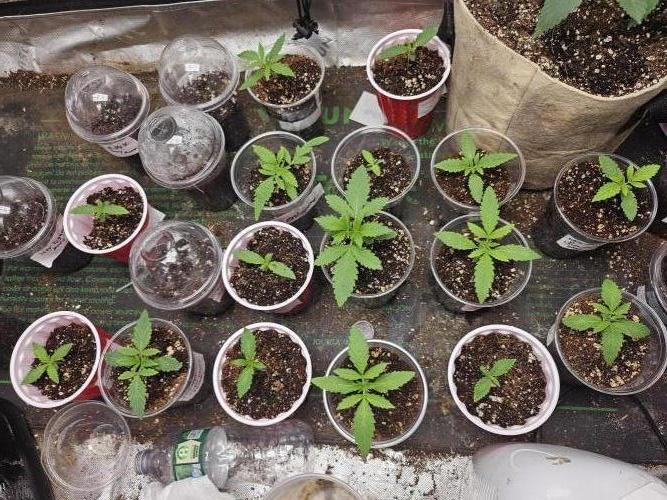 testing my own bred  photo/auto hybrids. Week 2