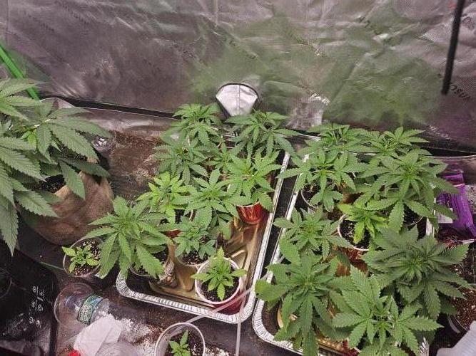 testing my own bred  photo/auto hybrids. Week 4