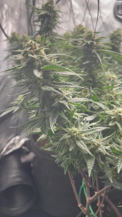 Blue Cheese a.k.a. Blueberry UK Chesse _ Winter in Germany