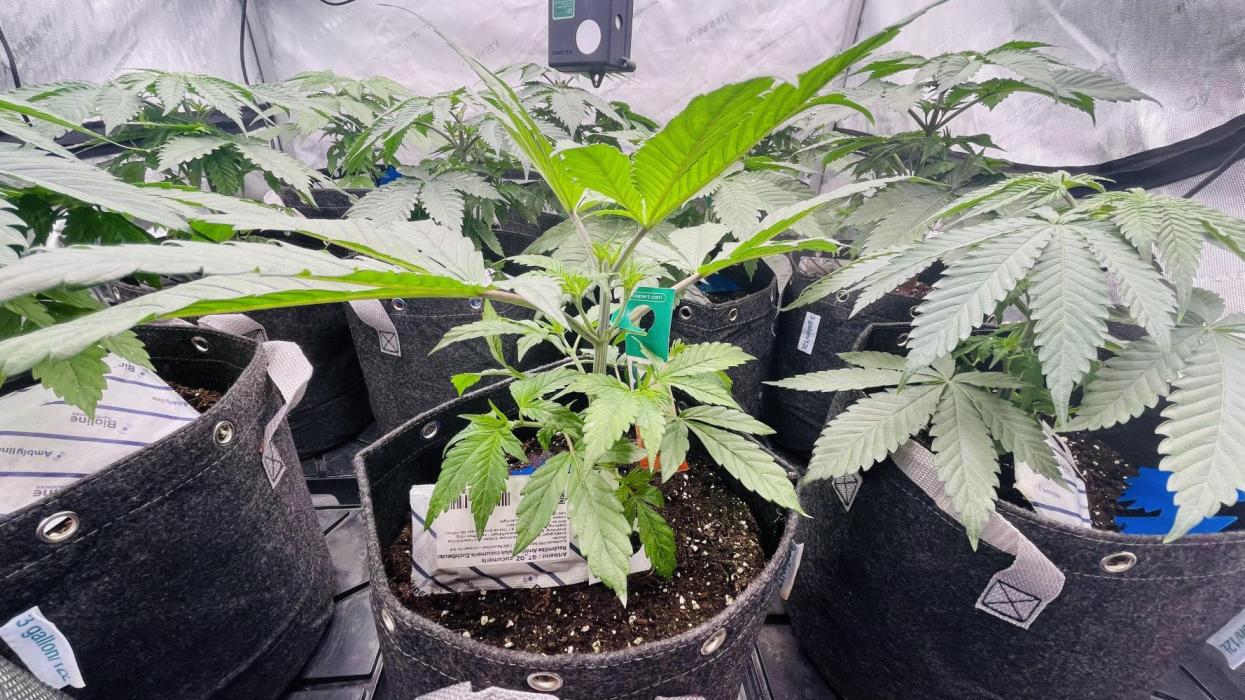 Cherry Poppers 🍒 Barney’s Farm. Week 3