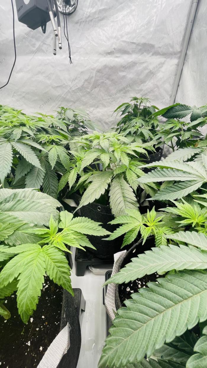 Cherry Poppers 🍒 Barney’s Farm. Week 4