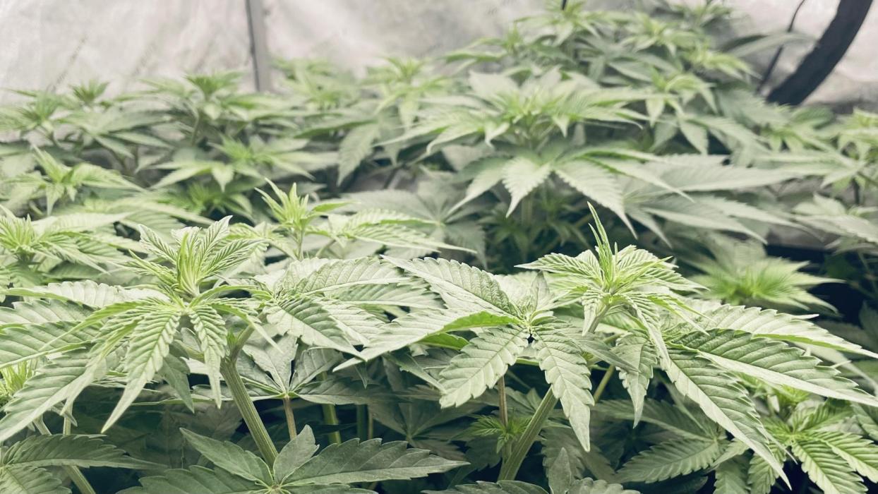 Cherry Poppers 🍒 Barney’s Farm. Week 5