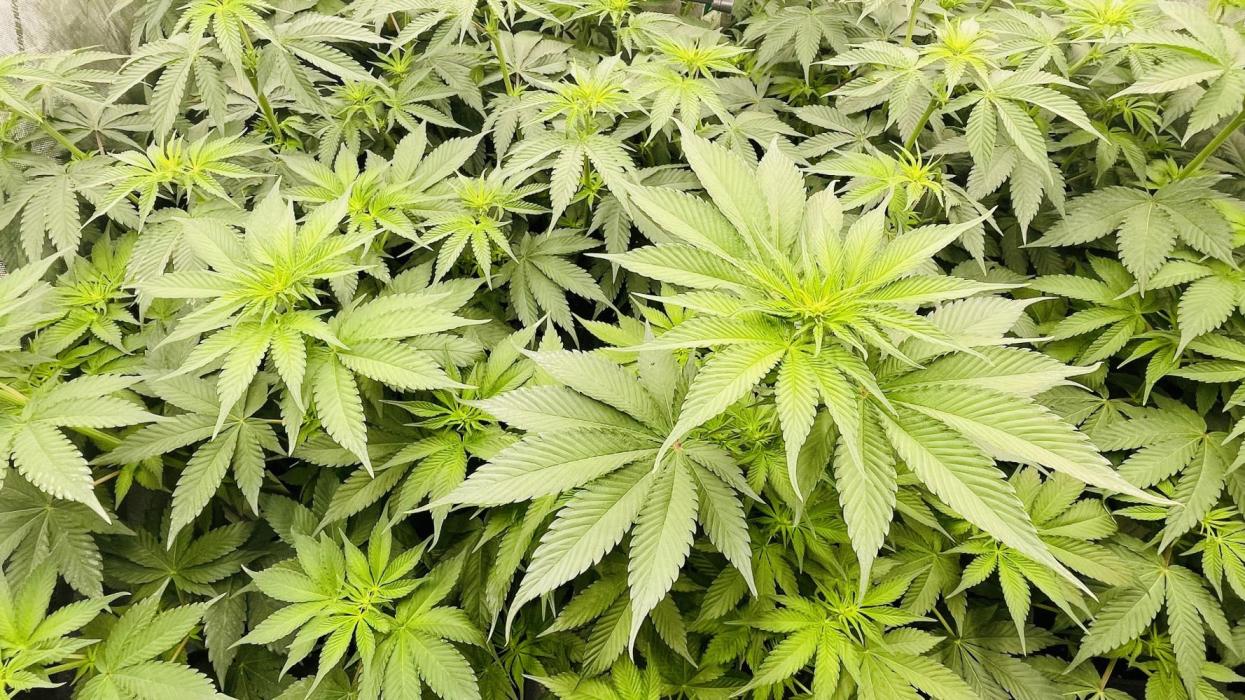 Cherry Poppers 🍒 Barney’s Farm. Week 6