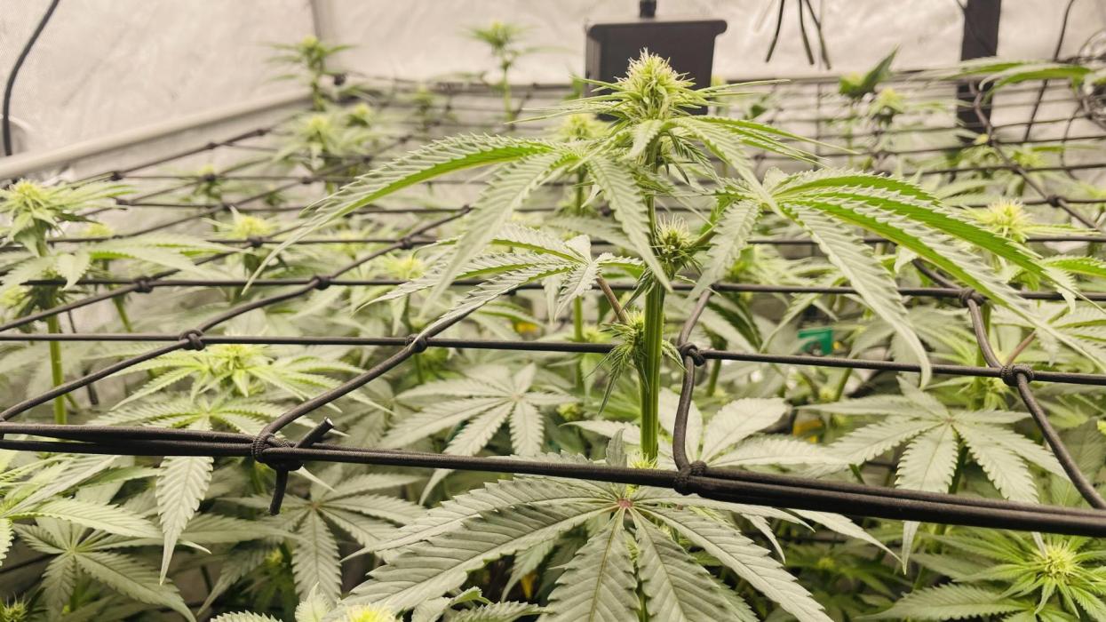 Cherry Poppers 🍒 Barney’s Farm. Week 7