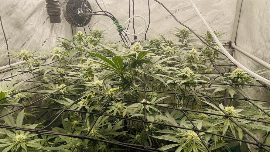 Cherry Poppers 🍒 Barney’s Farm. Week 8