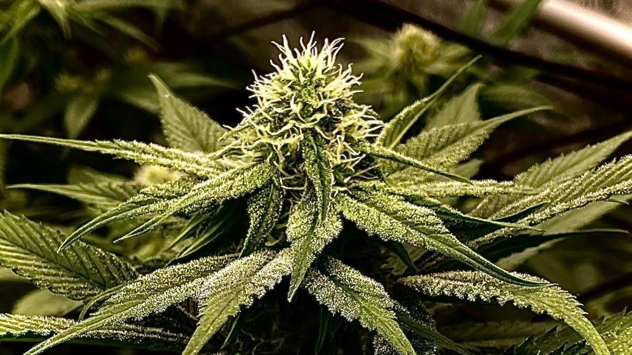 Cherry Poppers 🍒 Barney’s Farm. Week 9