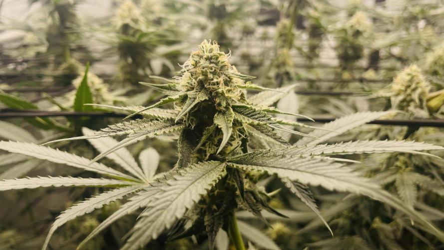 Cherry Poppers 🍒 Barney’s Farm. Week 10