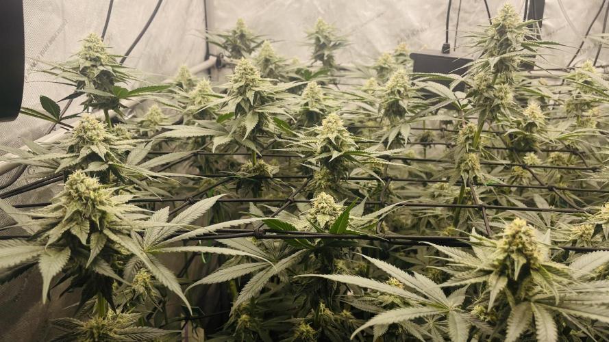 Cherry Poppers 🍒 Barney’s Farm. Week 10