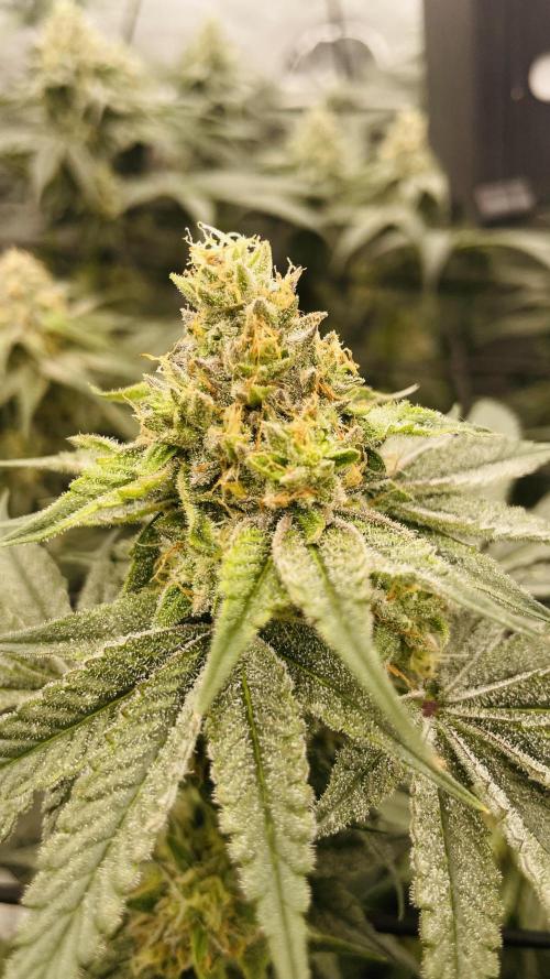 Cherry Poppers 🍒 Barney’s Farm. Week 11 - Pheno 