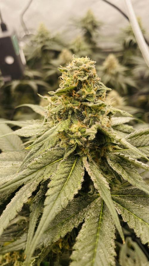 Cherry Poppers 🍒 Barney’s Farm. Week 11 - Pheno 2