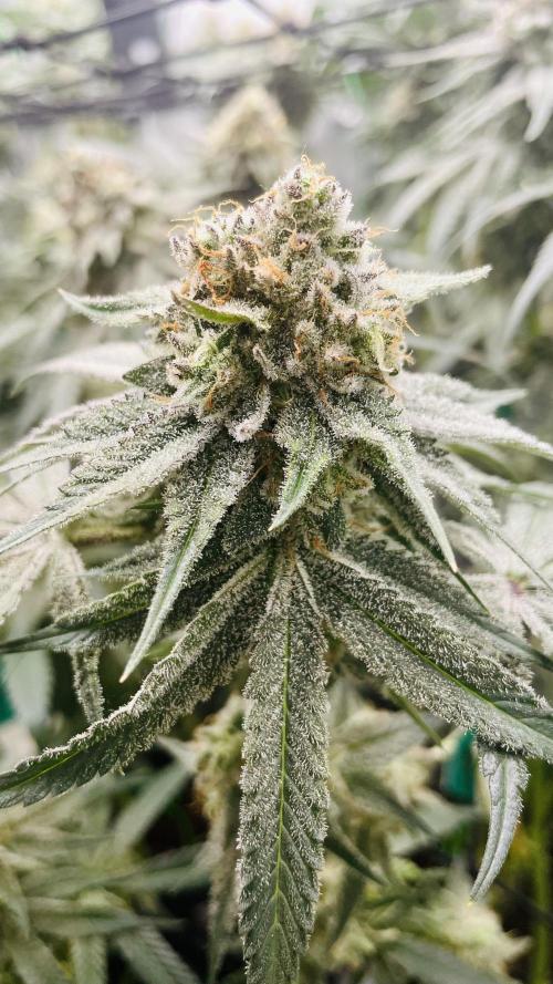 Cherry Poppers 🍒 Barney’s Farm. Week 12