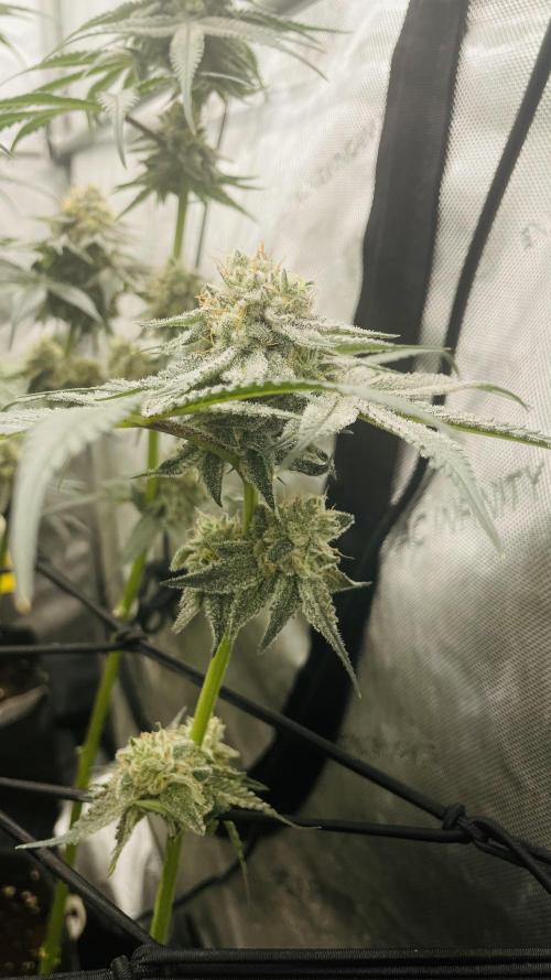 Cherry Poppers 🍒 Barney’s Farm. Week 12