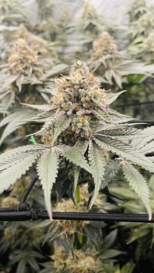 Cherry Poppers 🍒 Barney’s Farm. Week 13