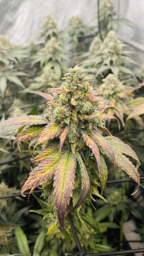 Cherry Poppers 🍒 Barney’s Farm. Week 13