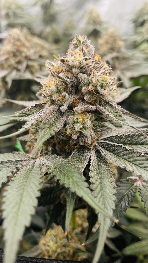 Cherry Poppers 🍒 Barney’s Farm. Week 13