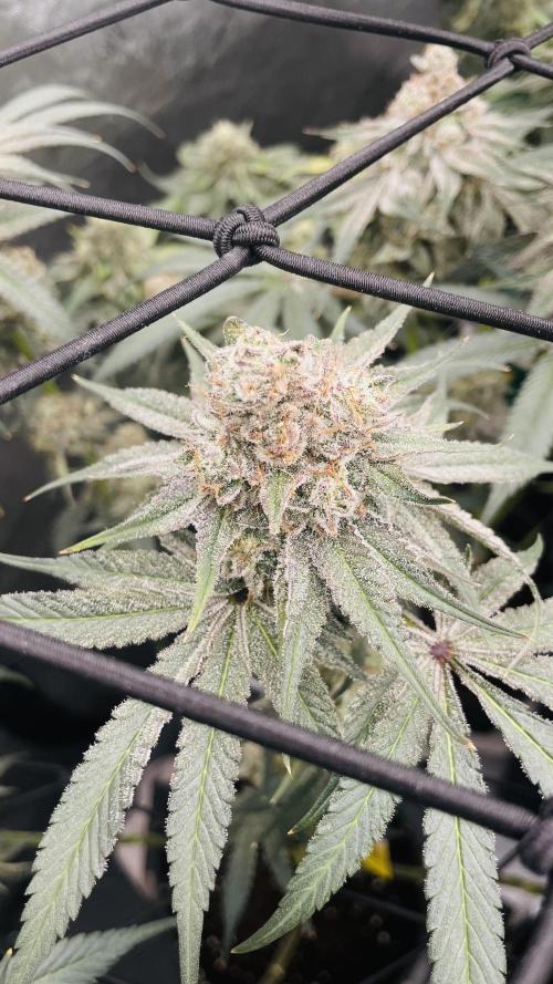 Cherry Poppers 🍒 Barney’s Farm. Week 13