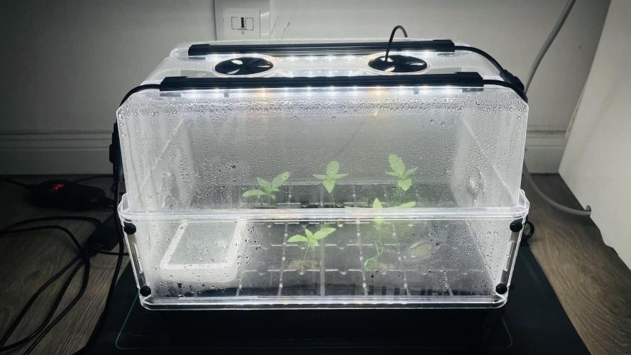 Jet Puft / CG seeds. Week 0