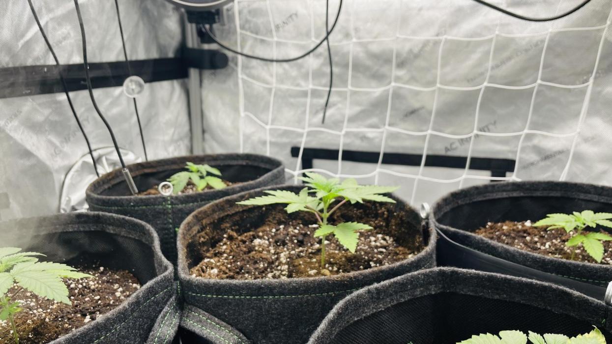 Jet Puft / CG seeds. Week 2