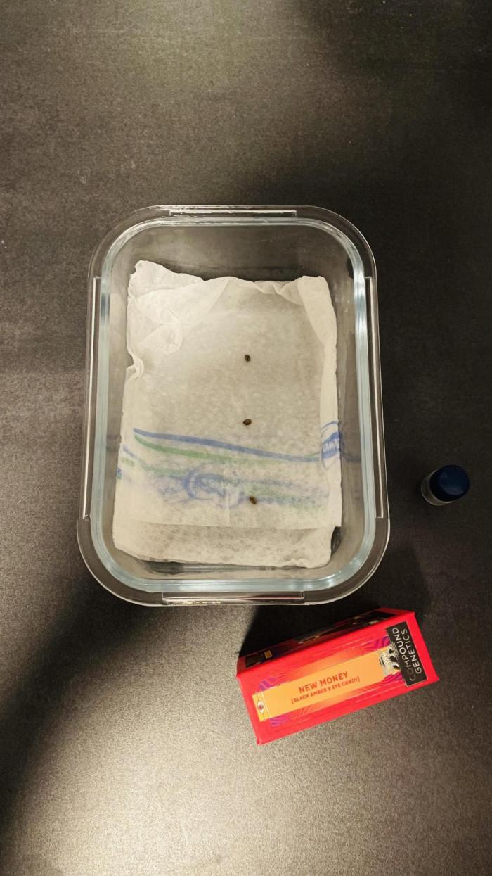 New Money / CG / Growmotion Pheno Hunt. Week 0