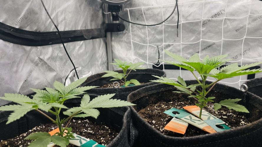 Jet Puft / CG seeds. Week 3