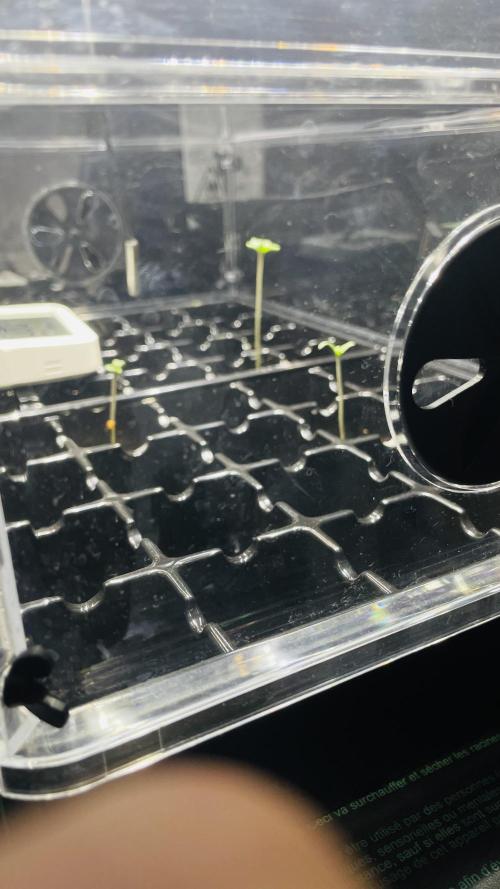 New Money / CG / Growmotion Pheno Hunt. Week 0