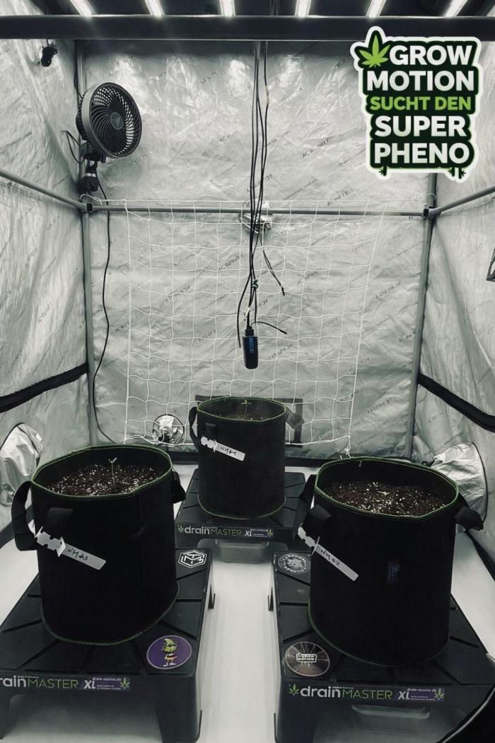 New Money / CG / Growmotion Pheno Hunt. Week 1