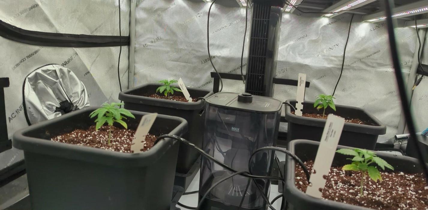 Cheese Blues. Week 1