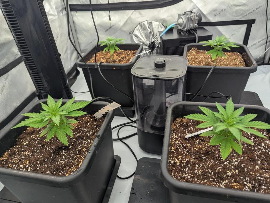 Cheese Blues. Week 2